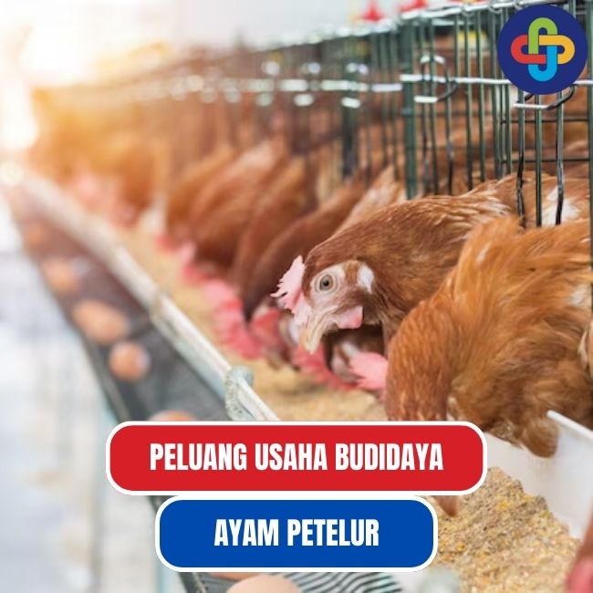 Bisnis Ayam Petelur Potensial