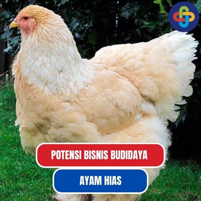 Potensi Bisnis Budidaya Ayam Hias